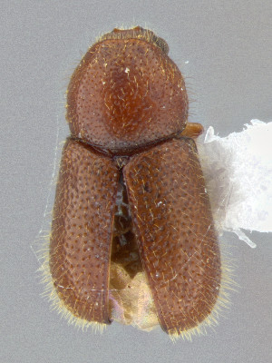  (Ropalodontus americanus - CCDB-50410-E01)  @11 [ ] by-nc-nd (2025) Hume Douglas Agriculture and Agri-Food Canada