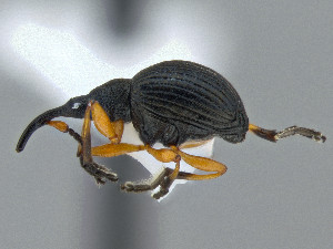  ( - CCDB-50410-F01)  @11 [ ] by-nc-nd (2025) Hume Douglas Agriculture and Agri-Food Canada