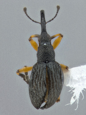  ( - CCDB-50410-F02)  @11 [ ] by-nc-nd (2025) Hume Douglas Agriculture and Agri-Food Canada