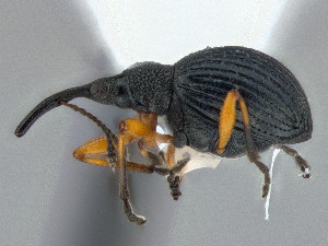  ( - CCDB-50410-F03)  @11 [ ] by-nc-nd (2025) Hume Douglas Agriculture and Agri-Food Canada