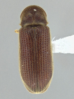  ( - CCDB-50410-G09)  @11 [ ] by-nc-nd (2025) Hume Douglas Agriculture and Agri-Food Canada