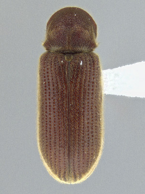  ( - CCDB-50410-G10)  @11 [ ] by-nc-nd (2025) Hume Douglas Agriculture and Agri-Food Canada