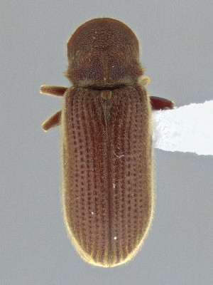  ( - CCDB-50410-G11)  @11 [ ] by-nc-nd (2025) Hume Douglas Agriculture and Agri-Food Canada