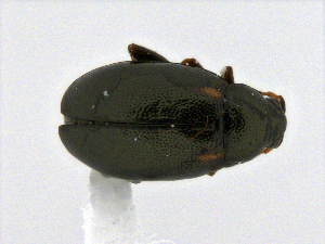  (Phyllotreta bisinuata - CCDB19514_CNC_P1E9)  @11 [ ] Copyright (2020) AAFC AAFC