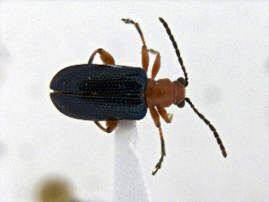  (Oulema simulans - CCDB19514_CNC_P1G4)  @11 [ ] Copyright (2020) AAFC AAFC
