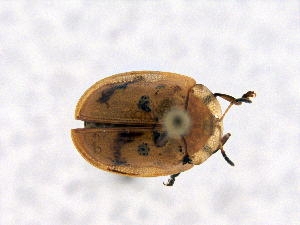  ( - CCDB19514_CNC_P1H11)  @11 [ ] Copyright (2020) AAFC AAFC