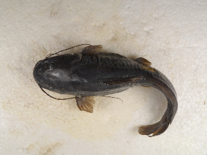  ( - FOE-80)  @12 [ ] Copyright (2014) Fabian Perez ENCB-IPN