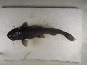  ( - FOE-86)  @12 [ ] Copyright (2014) Fabian Perez ENCB-IPN