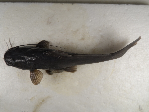  ( - FOE-87)  @12 [ ] Copyright (2014) Fabian Perez ENCB-IPN