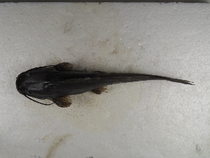  ( - FOE-88)  @12 [ ] Copyright (2014) Fabian Perez ENCB-IPN