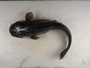  ( - FOE-91)  @12 [ ] Copyright (2014) Fabian Perez ENCB-IPN