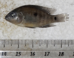  ( - FPM72)  @13 [ ] Copyright (2014) Fabian Perez ENCB-IPN