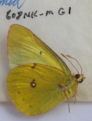  (Colias occidentalis - 608NK-MG1)  @13 [ ] Unspecified (default): All Rights Reserved  Unspecified Unspecified