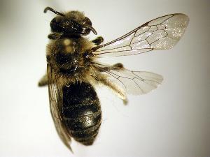  ( - Bee1-1)  @13 [ ] Copyright (2010) Unspecified Unspecified