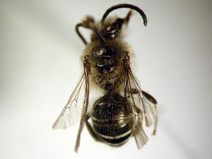  ( - Bee1-4)  @13 [ ] Copyright (2010) Unspecified Unspecified