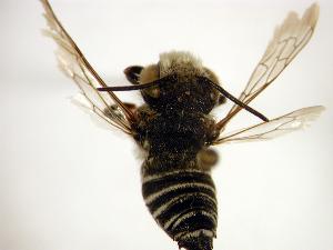 ( - Bee17-1)  @13 [ ] Copyright (2010) Unspecified Unspecified