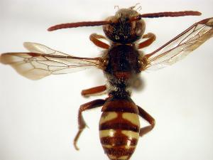  (Nomada cressonii - Bee20-2)  @15 [ ] Copyright (2010) Unspecified Unspecified