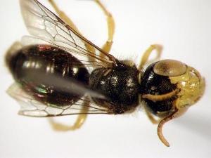  ( - Bee6-4)  @12 [ ] Copyright (2010) Unspecified Unspecified