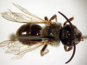  (Lasioglossum zonulum - Bee9-20)  @15 [ ] Copyright (2010) Unspecified Unspecified