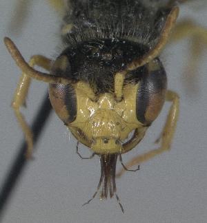  ( - Bee6-1)  @12 [ ] Copyright (2010) Unspecified Unspecified