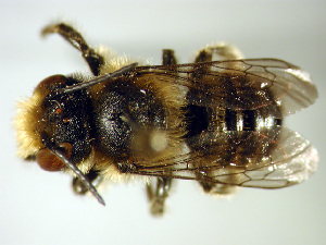  ( - Bee33)  @13 [ ] Copyright (2010) Unspecified Unspecified