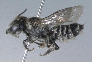  (Megachile rotundata - SUP 18-4)  @14 [ ] Copyright (2010) Unspecified Unspecified