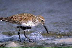  (Calidris alpina - MKP 2377)  @14 [ ] Unspecified (default): All Rights Reserved  Unspecified Unspecified