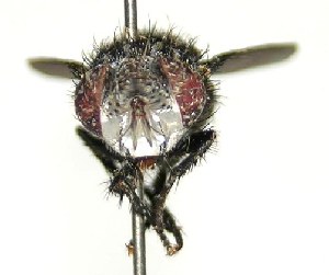  ( - DHJPAR0001210)  @13 [ ] Unspecified (default): All Rights Reserved  Unspecified Unspecified