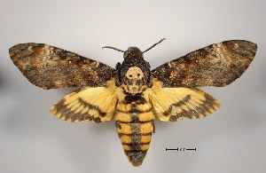  (Acherontia atropos - USNM ENT 00196109)  @15 [ ] Copyright (2010) Scott Miller Smithsonian Institution