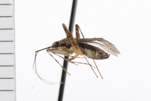  (Phytocoris sulcatus - CNC-HEM-1019)  @14 [ ] CreativeCommons - Attribution (2009) CBG Photography Group Centre for Biodiversity Genomics
