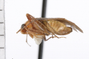  (Phytocoris uniformis - CNC-HEM-1021)  @14 [ ] CreativeCommons - Attribution (2009) CBG Photography Group Centre for Biodiversity Genomics
