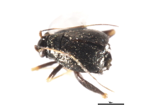  ( - CNC-HEM-0629)  @12 [ ] CreativeCommons - Attribution (2009) CBG Photography Group Centre for Biodiversity Genomics