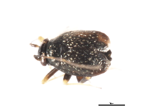  ( - CNC-HEM-0630)  @12 [ ] CreativeCommons - Attribution (2009) CBG Photography Group Centre for Biodiversity Genomics