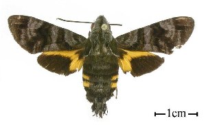  (Macroglossum troglodytus papuanum - USNM ENT 00718986)  @14 [ ] Unspecified (default): All Rights Reserved  Unspecified Unspecified