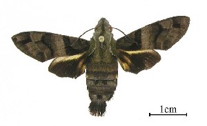  ( - USNM ENT 00933885)  @13 [ ] Unspecified (default): All Rights Reserved  Unspecified Unspecified