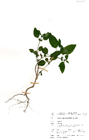  (Justicia prostrata - OM0607)  @11 [ ] No Rights Reserved  Unspecified Unspecified