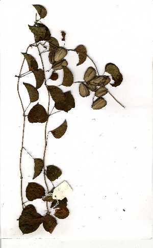  (Dioscorea cotinifolia - OM1458)  @11 [ ] No Rights Reserved  Unspecified Unspecified