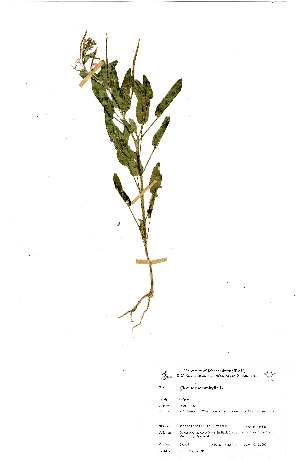  (Aristolochia elegans - OM0208)  @11 [ ] CreativeCommons - Attribution Non-Commercial Share-Alike (2011) Olivier Maurin University of Johannesburg