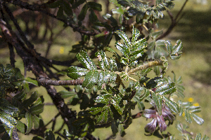  (Polylepis weberbaueri - UNASAM-HDS-143)  @11 [ ] CreativeCommons  Attribution Non-Commercial  (by-nc) (2019) Unspecified Universidad Nacional Santiago Antunez de Mayolo