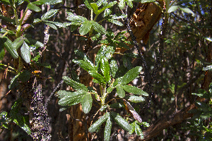  (Polylepis racemosa - UNASAM-HDS-144)  @11 [ ] CreativeCommons  Attribution Non-Commercial  (by-nc) (2019) Unspecified Universidad Nacional Santiago Antunez de Mayolo