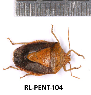  ( - RL-PENT-104)  @11 [ ] Creative common (2022) Rodolphe Rougerie Museum national d'Histoire naturelle, Paris