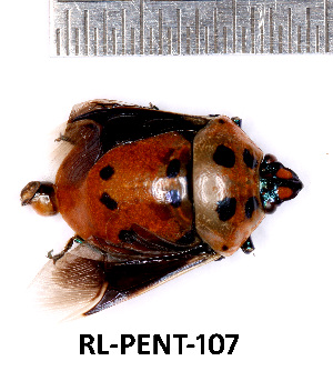  (Augocoris illustris - RL-PENT-107)  @11 [ ] Creative common (2022) Rodolphe Rougerie Museum national d'Histoire naturelle, Paris