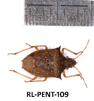  (Berecyntus hastator - RL-PENT-109)  @11 [ ] Creative common (2022) Rodolphe Rougerie Museum national d'Histoire naturelle, Paris