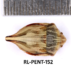  (Odontotarsus caudatus - RL-PENT-152)  @11 [ ] Creative common (2022) Rodolphe Rougerie Museum national d'Histoire naturelle, Paris