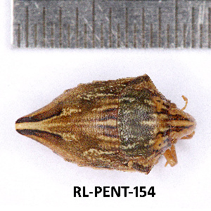  (Odontotarsus intermedius - RL-PENT-154)  @11 [ ] Creative common (2022) Rodolphe Rougerie Museum national d'Histoire naturelle, Paris