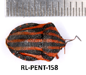  (Graphosoma lineatum - RL-PENT-158)  @11 [ ] Creative common (2022) Rodolphe Rougerie Museum national d'Histoire naturelle, Paris