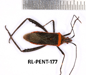  ( - RL-PENT-177)  @11 [ ] Creative common (2022) Rodolphe Rougerie Museum national d'Histoire naturelle, Paris