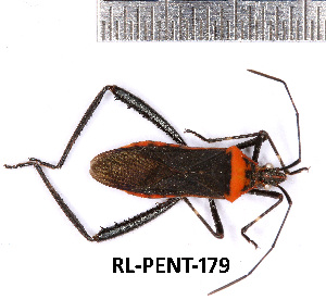  ( - RL-PENT-179)  @11 [ ] Creative common (2022) Rodolphe Rougerie Museum national d'Histoire naturelle, Paris
