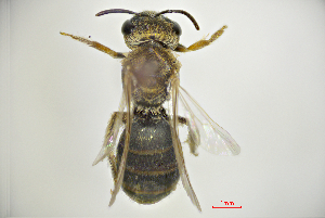  (Halictus pseudovestitus - CP16025)  @11 [ ] bync (2019) Unspecified China Agricultural University