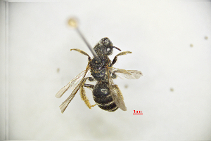  (Halictus tsingtouensis - CP16030)  @11 [ ] by-nc (2019) Unspecified China Agricultural University